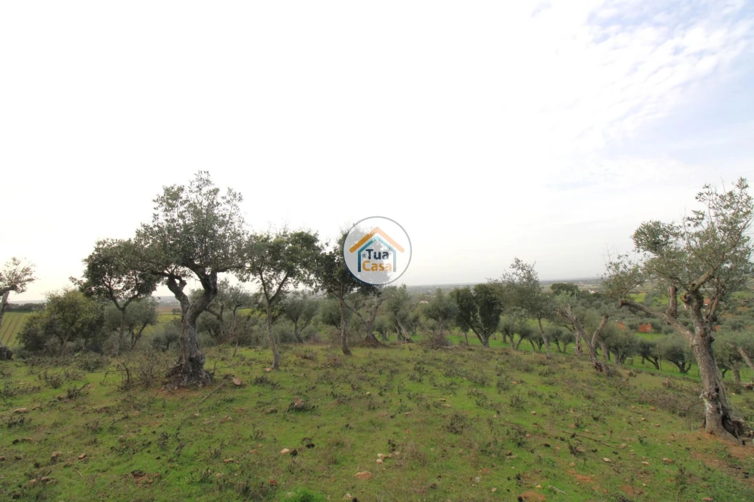 Terreno para Venda em Redondo Foto 10