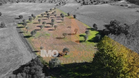 Terreno para Venda em Achete, Azoia de Baixo e Póvoa de Santarém