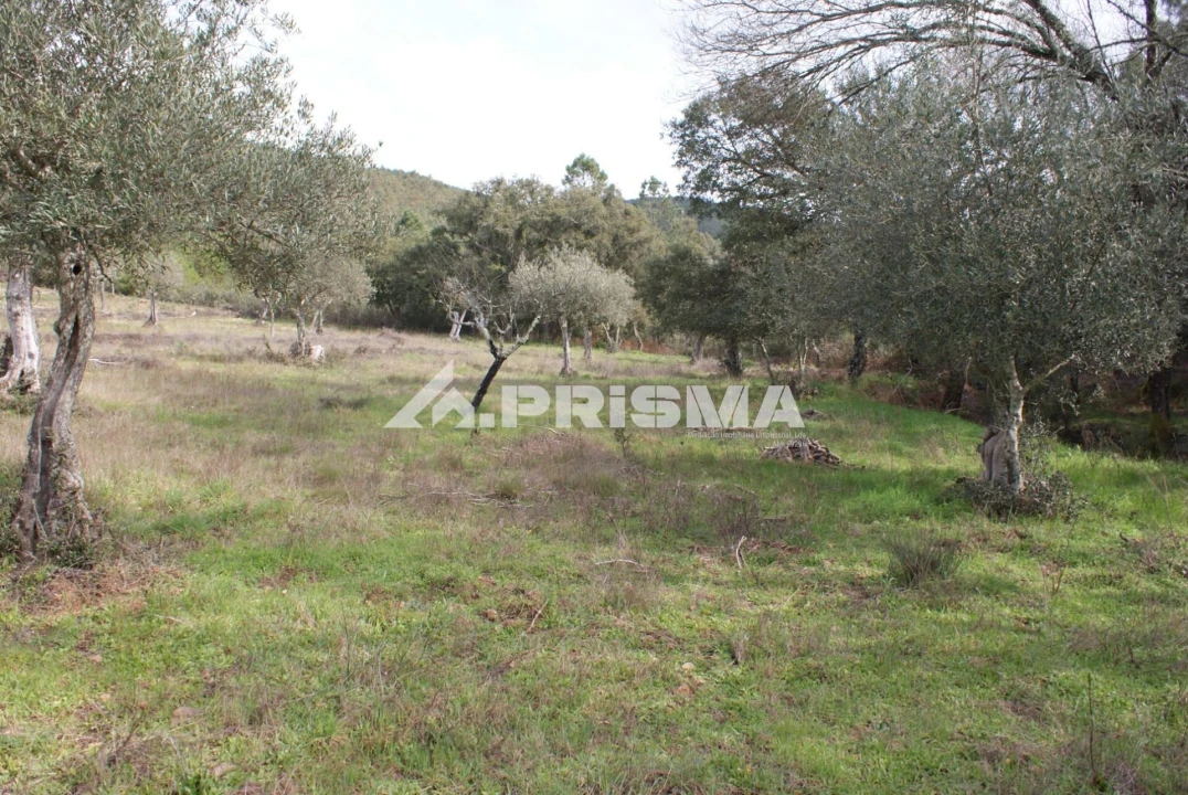 Terreno para Venda em Penha Garcia Foto 10
