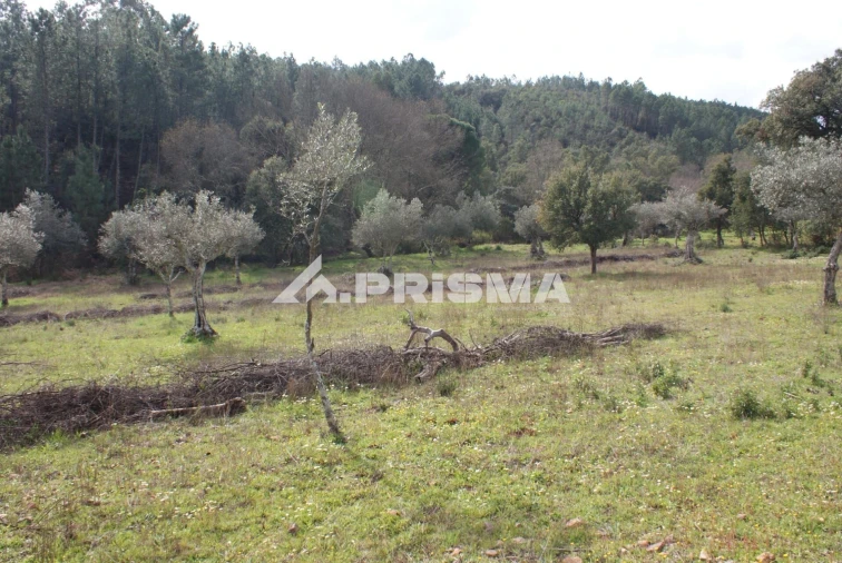 Terreno para Venda em Penha Garcia Foto 14
