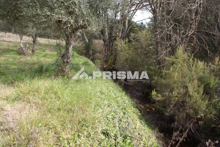 Terreno para Venda em Penha Garcia Foto 7