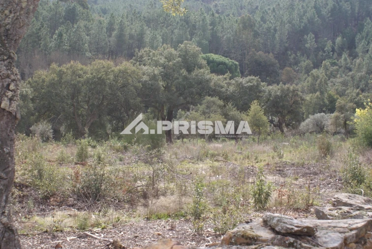 Terreno para Venda em Penha Garcia Foto 5