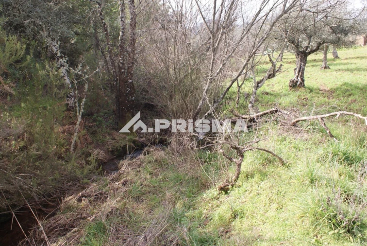 Terreno para Venda em Penha Garcia Foto 9
