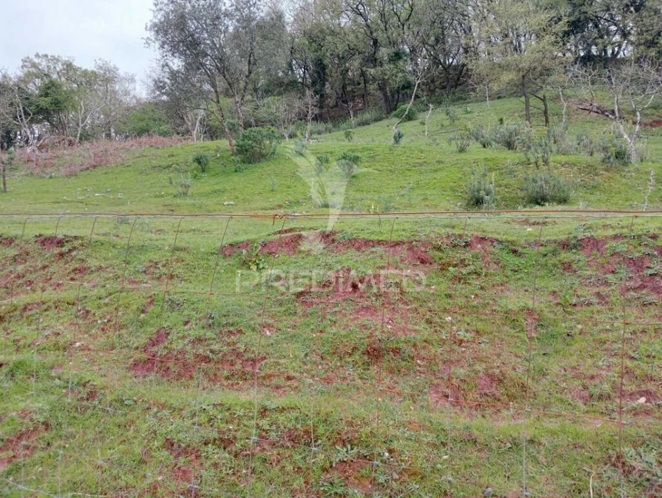 Terreno para Venda em Arrimal e Mendiga Foto 6