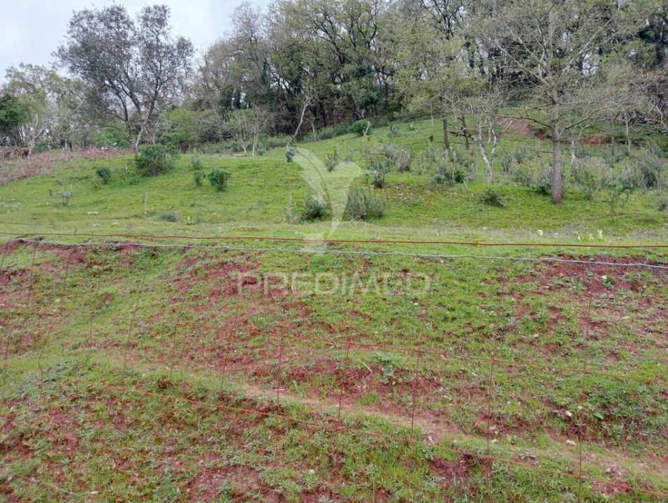 Terreno para Venda em Arrimal e Mendiga Foto 4