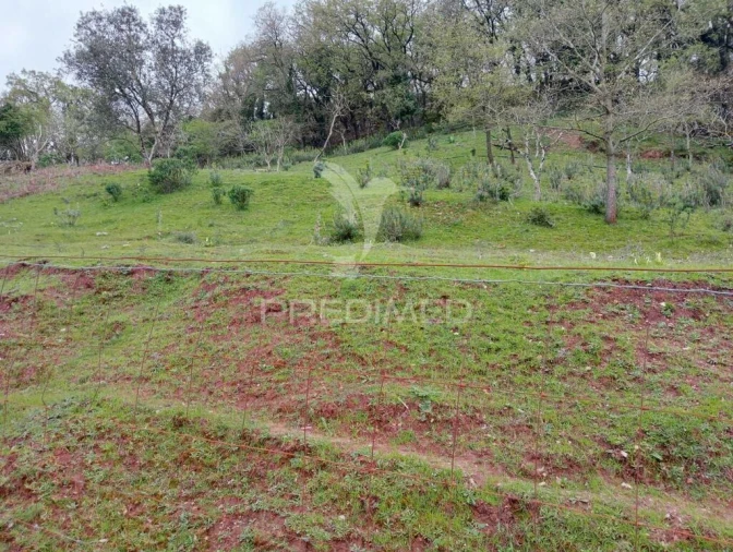 Terreno para Venda em Arrimal e Mendiga Foto 4