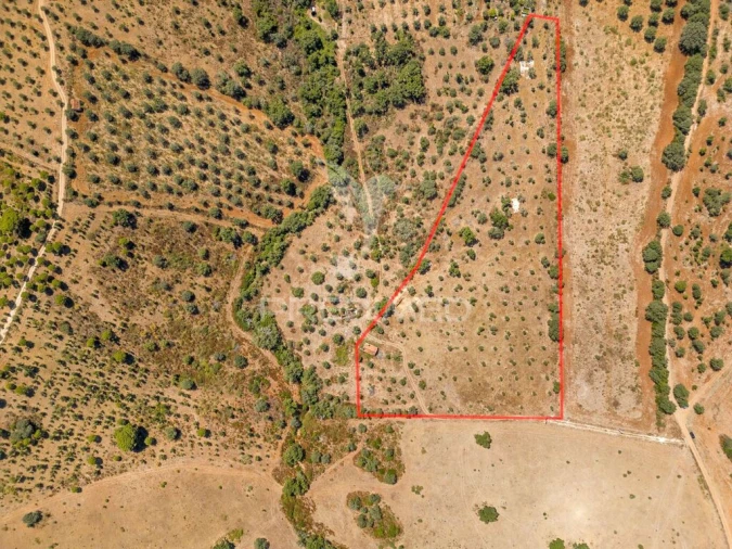 Quinta T4 para Venda em Montargil Foto 6