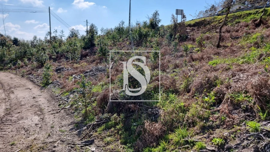 Terreno para Venda em Calvos e Frades Foto 11