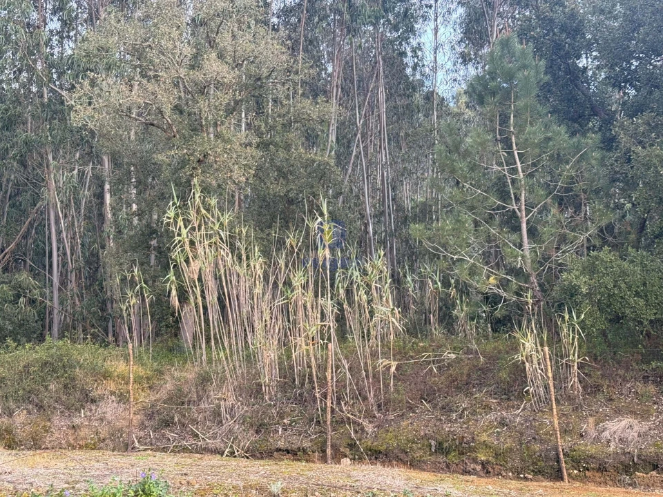Terreno Agricola ou Rústico para Venda em Rio Maior Foto 8