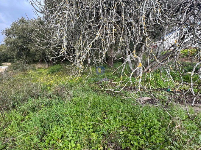 Terreno Agricola ou Rústico para Venda em Rio Maior Foto 7
