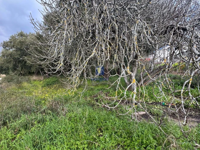 Terreno Agricola ou Rústico para Venda em Rio Maior Foto 11