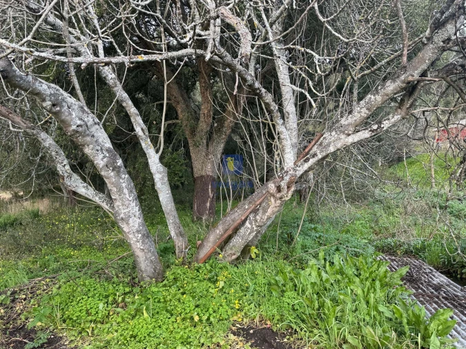 Terreno Agricola ou Rústico para Venda em Rio Maior Foto 3