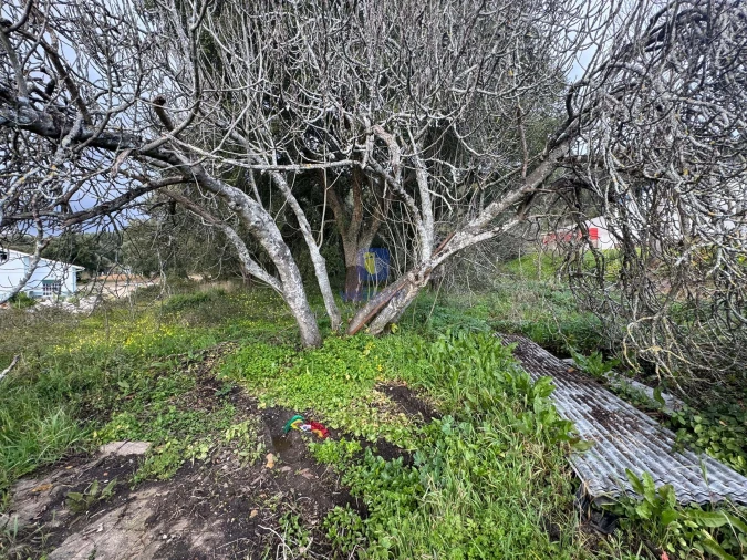 Terreno Agricola ou Rústico para Venda em Rio Maior Foto 2