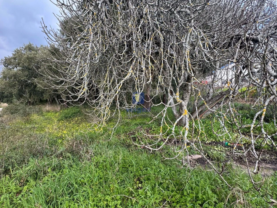 Terreno Agricola ou Rústico para Venda em Rio Maior Foto 11
