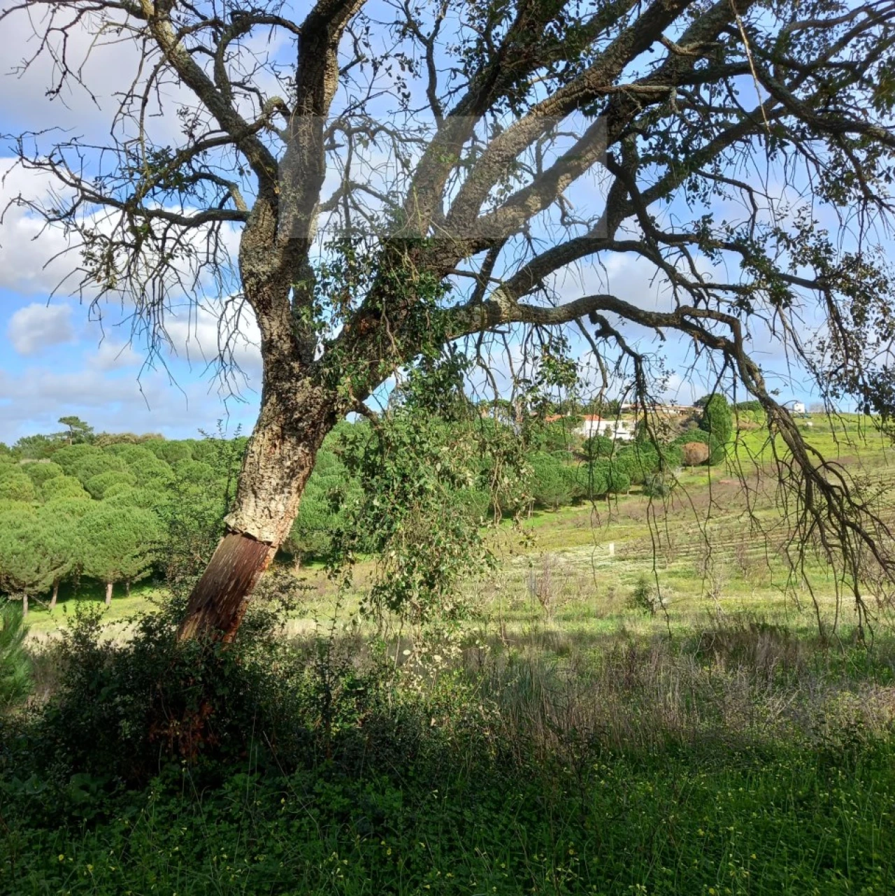Terreno para Venda em Azueira e Sobral da Abelheira Foto 12