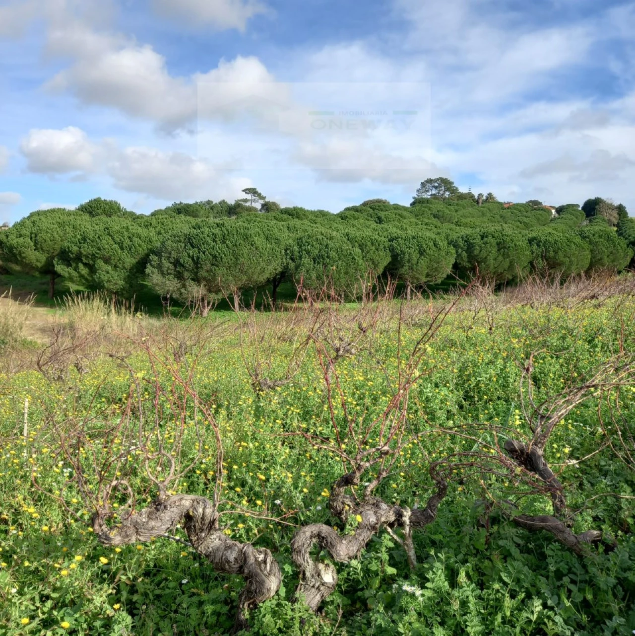 Terreno para Venda em Azueira e Sobral da Abelheira Foto 19