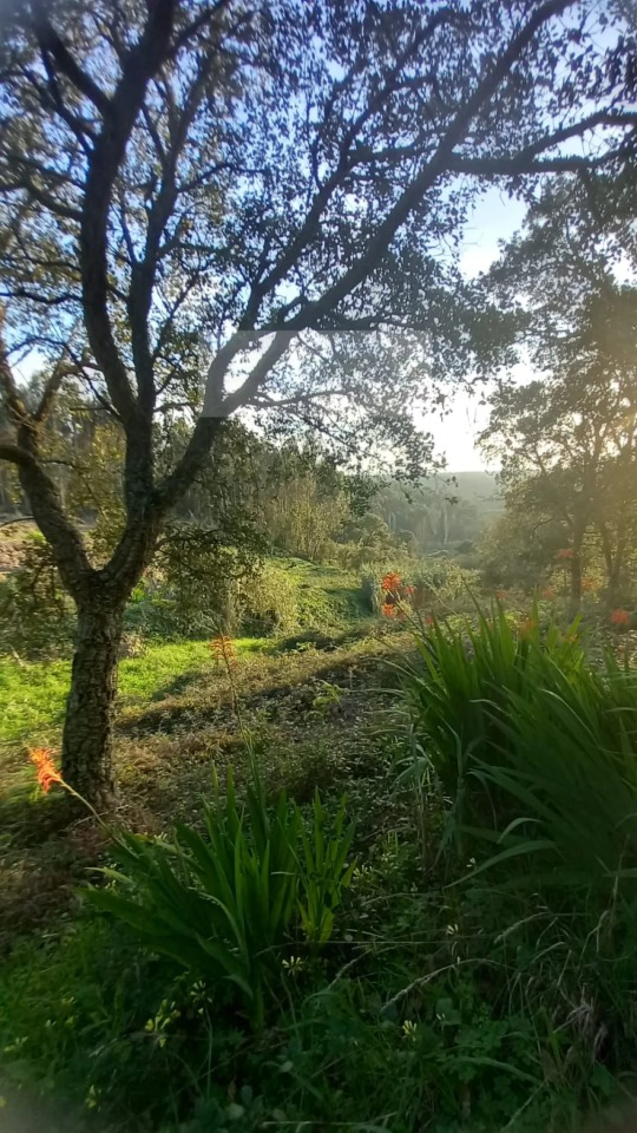 Terreno para Venda em Mafra Foto 16