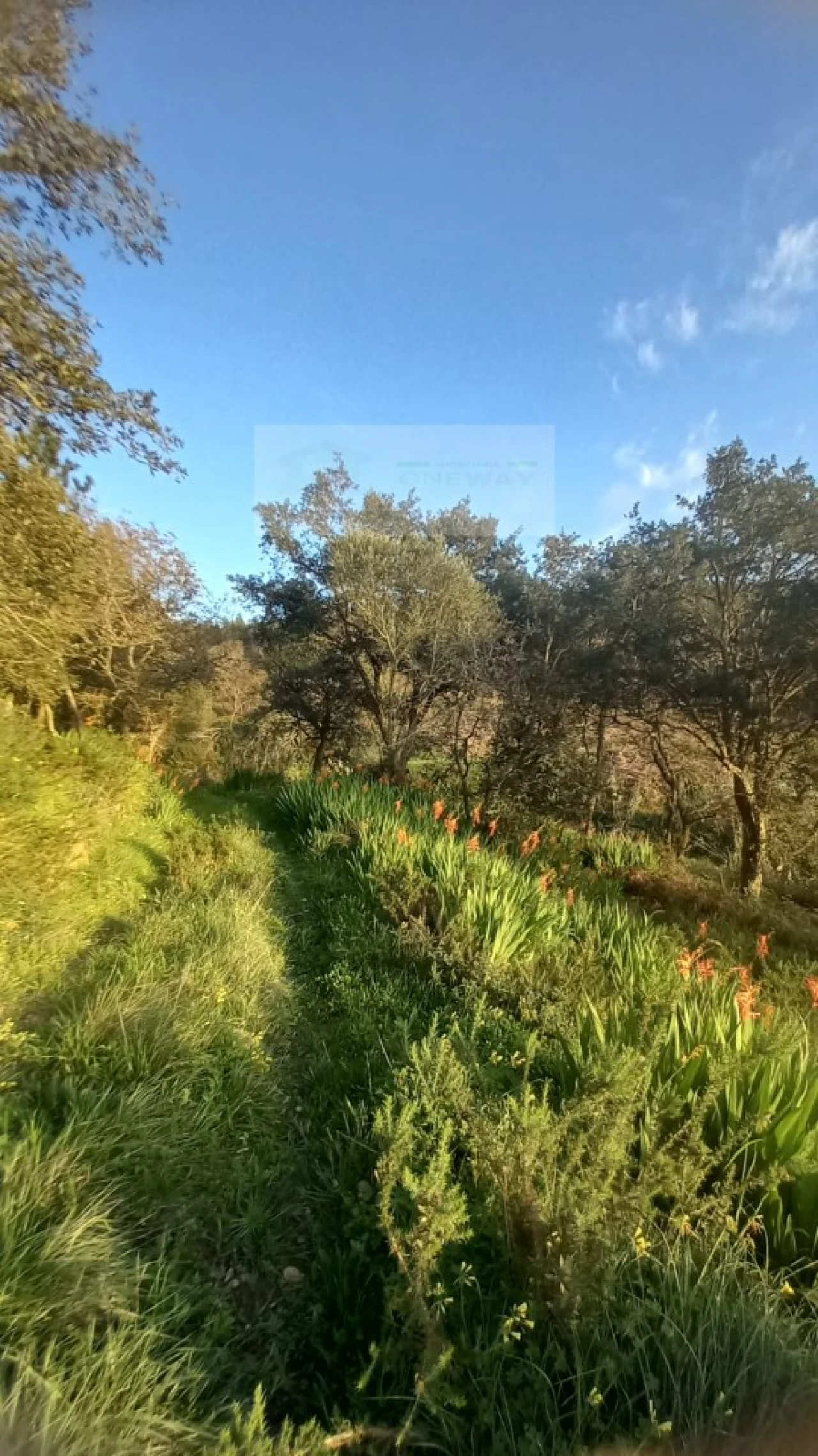 Terreno para Venda em Mafra Foto 19