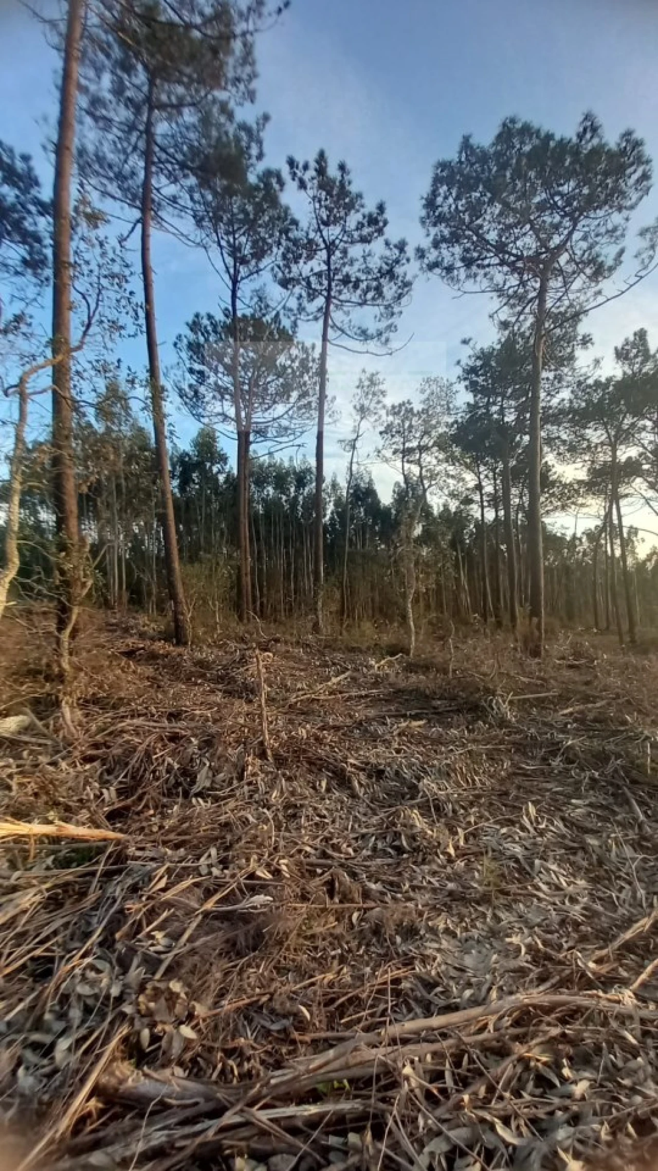 Terreno para Venda em Mafra Foto 21