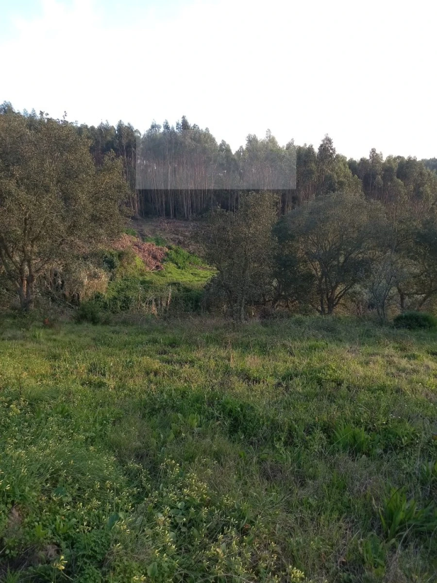 Terreno para Venda em Mafra Foto 4