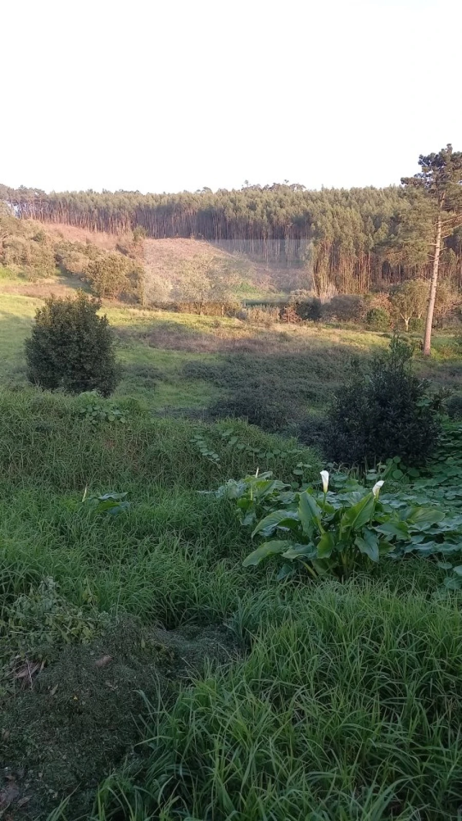 Terreno para Venda em Mafra Foto 12