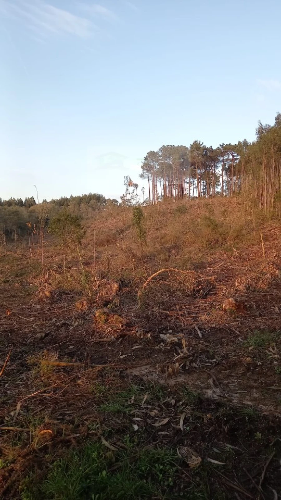 Terreno para Venda em Mafra Foto 22
