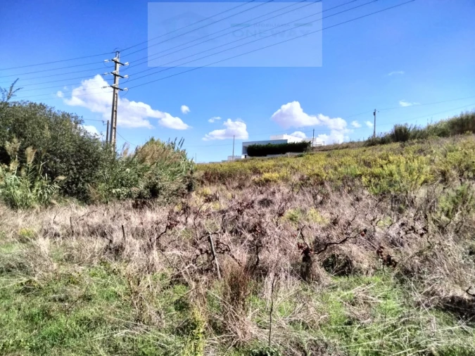 Terreno para Venda em Freiria Foto 7