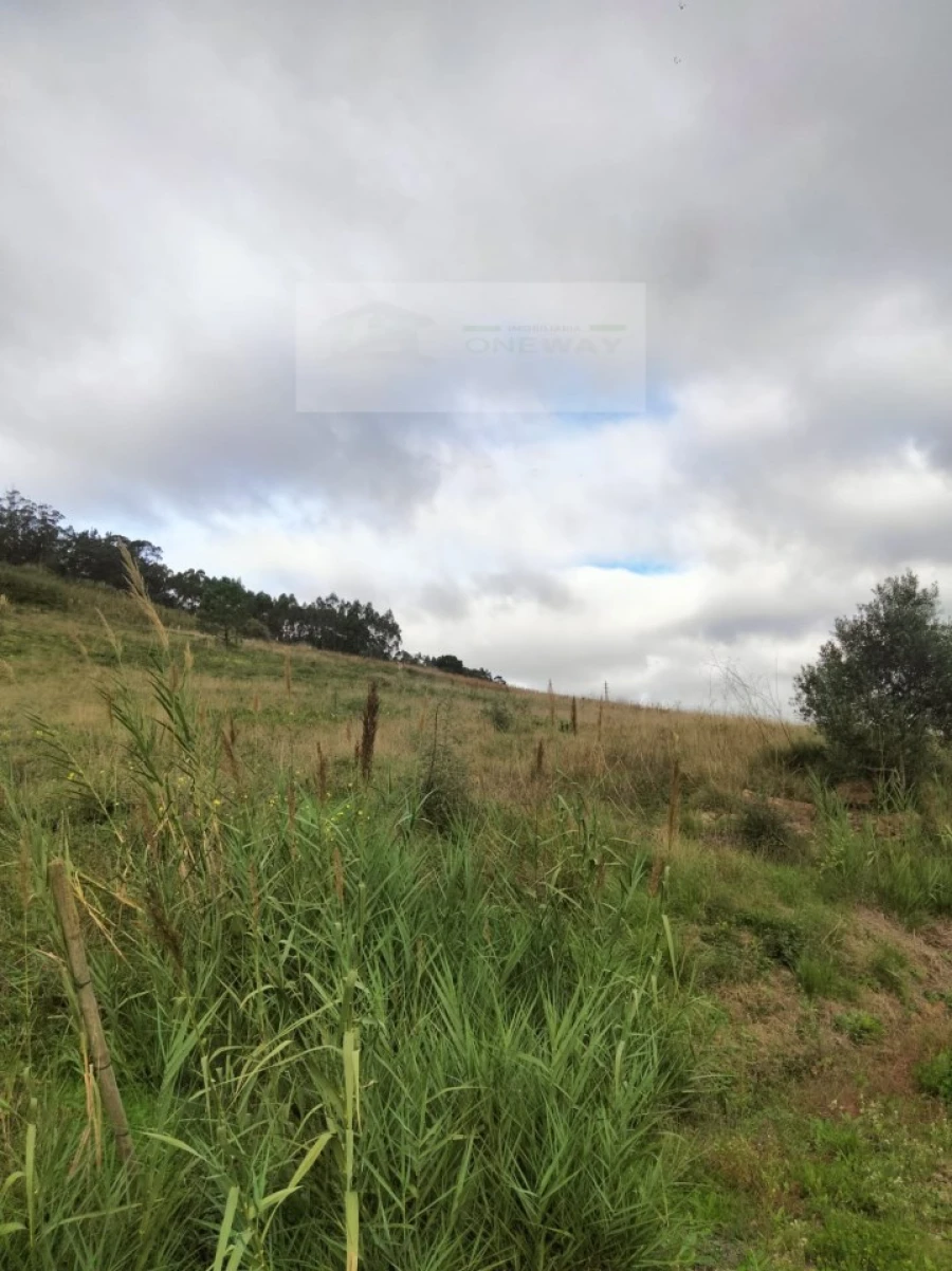 Terreno para Venda em Freiria Foto 9