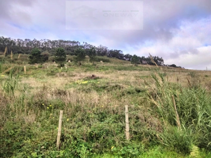 Terreno para Venda em Freiria Foto 8