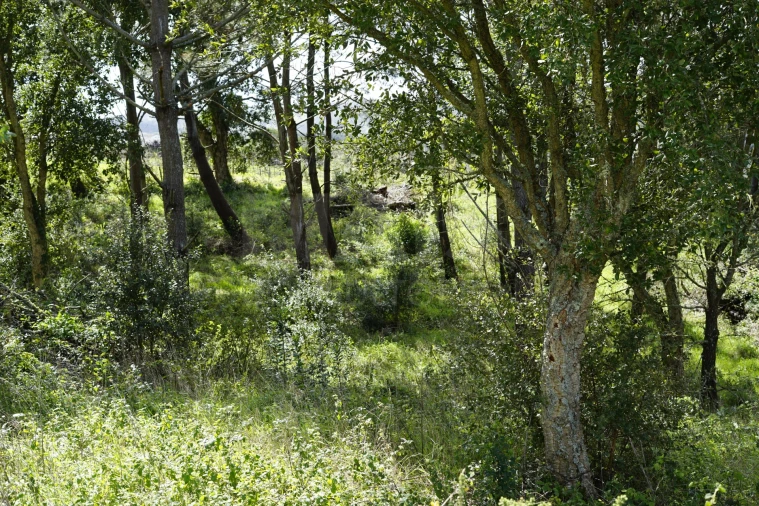 Terreno para Venda em A dos Negros Foto 7