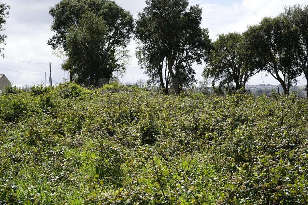Terreno para Venda em A dos Negros Foto 4