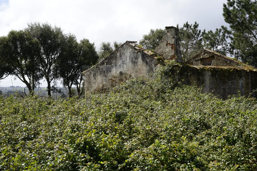 Terreno para Venda em A dos Negros Foto 3