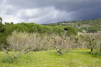 Quinta T3 para Venda em Roliça