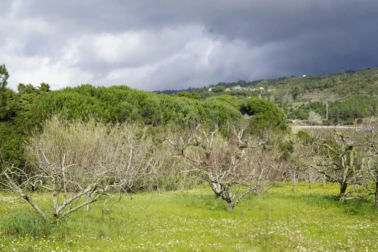 Quinta T3 para Venda em Roliça