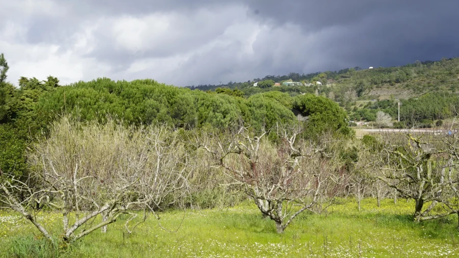 Quinta T3 para Venda em Roliça