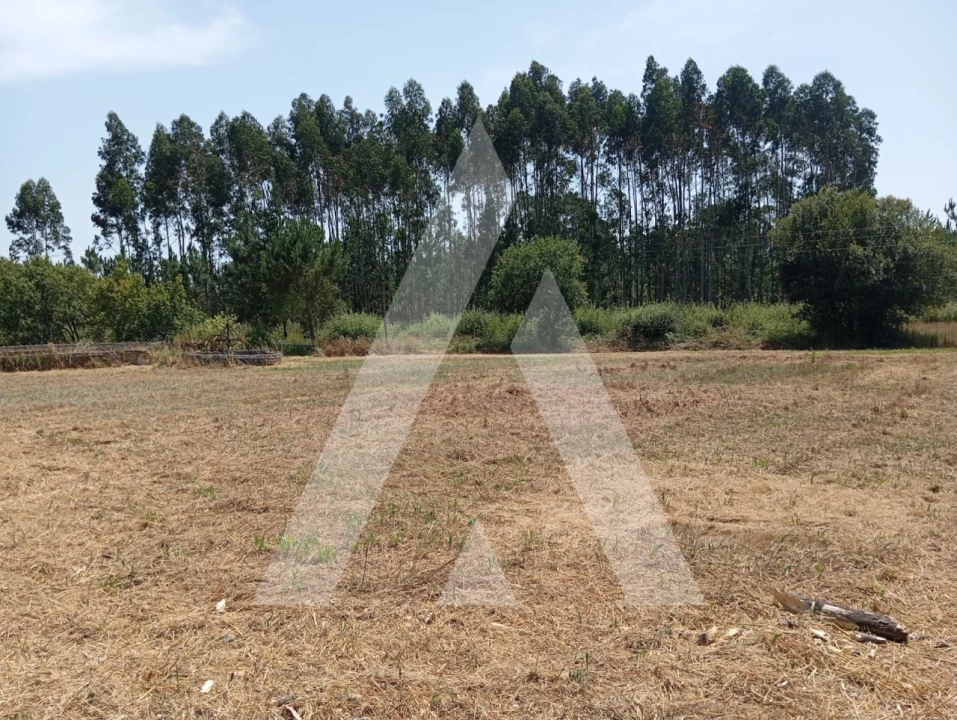 Moradia T3 para Venda em Bustos, Troviscal e Mamarrosa Foto 14