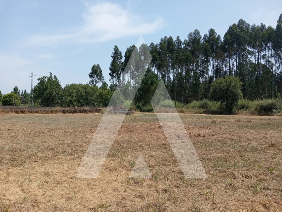 Moradia T3 para Venda em Bustos, Troviscal e Mamarrosa Foto 16