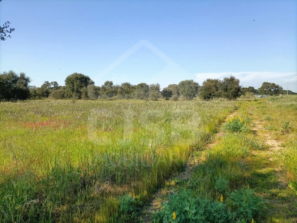Terreno para Venda em Barrosa Foto 10