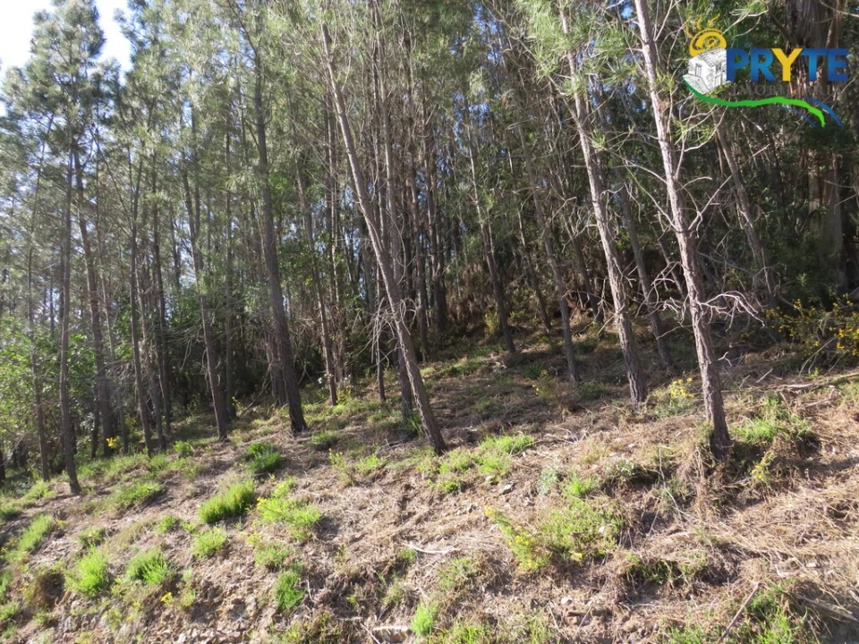 Terreno para Venda em Varzea dos Cavaleiros Foto 11