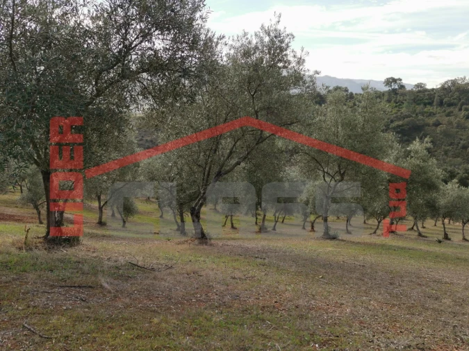 Terreno para Venda em Sampaio Foto 16