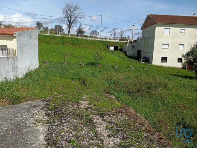 Terreno para Venda em Igreja Nova e Cheleiros Foto 5