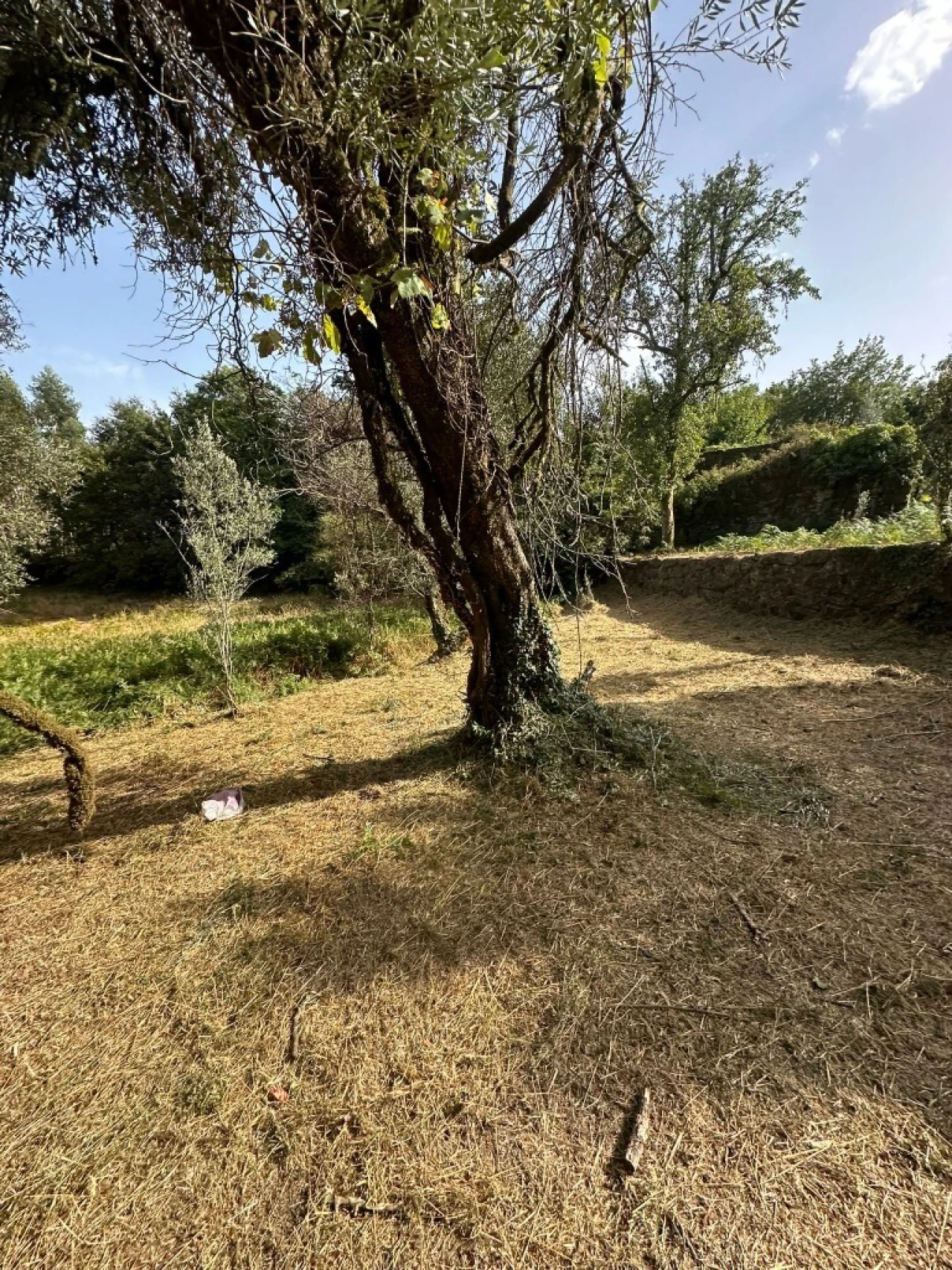 Quinta para Venda em Anissó e Soutelo Foto 20