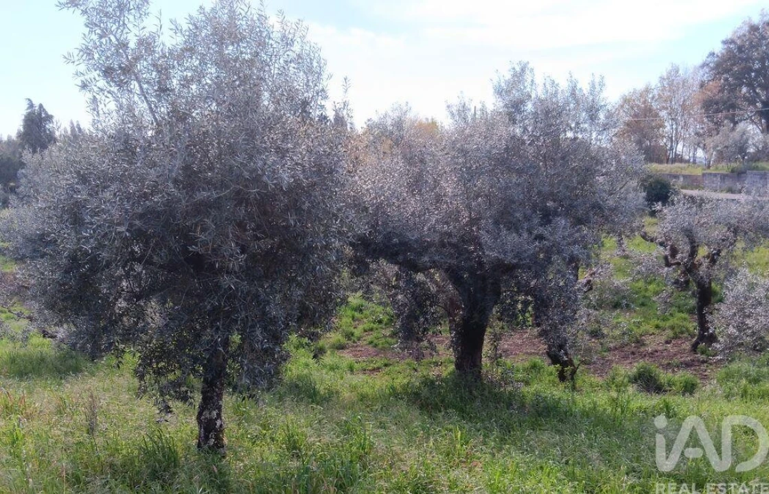 Terreno para Venda em Graça Foto 23
