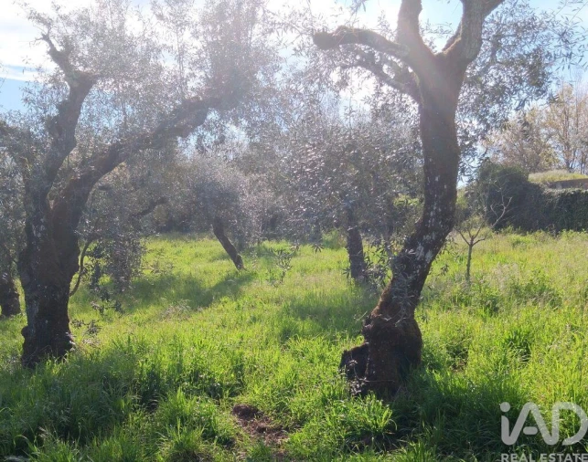 Terreno para Venda em Graça Foto 26