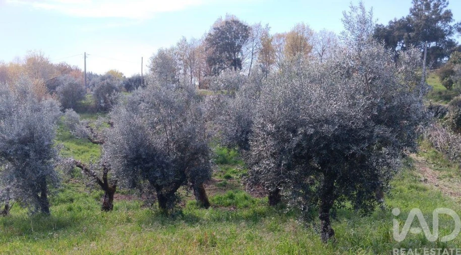 Terreno para Venda em Graça Foto 22