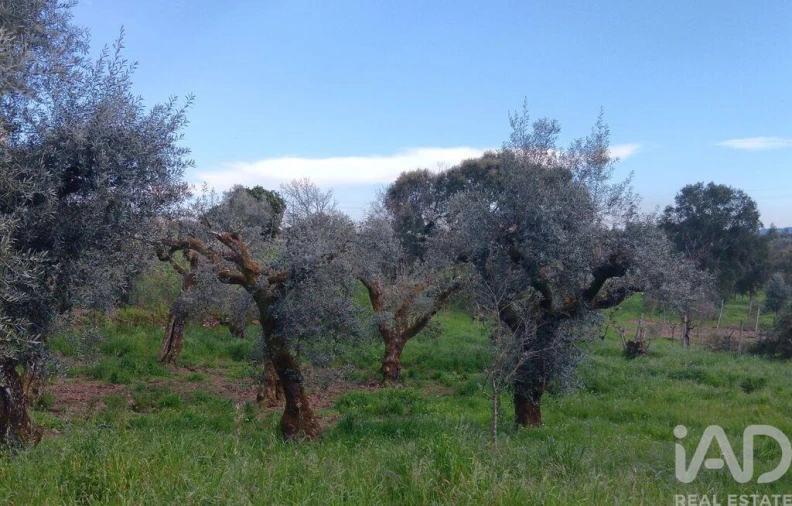 Terreno para Venda em Graça Foto 17