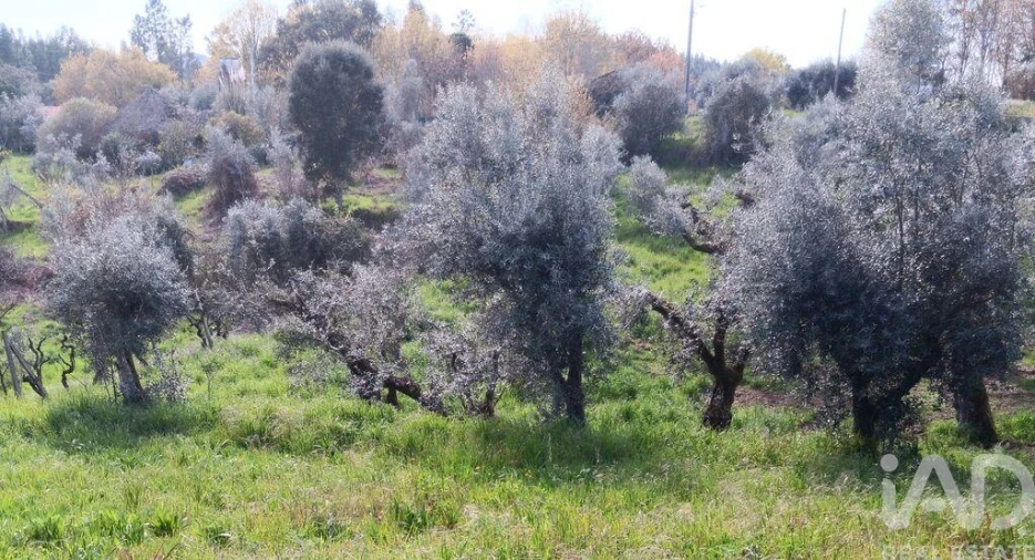 Terreno para Venda em Graça Foto 20
