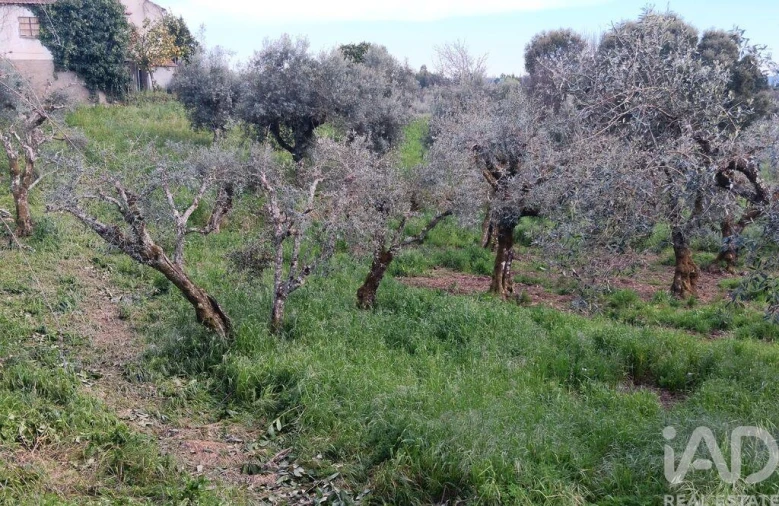 Terreno para Venda em Graça Foto 18