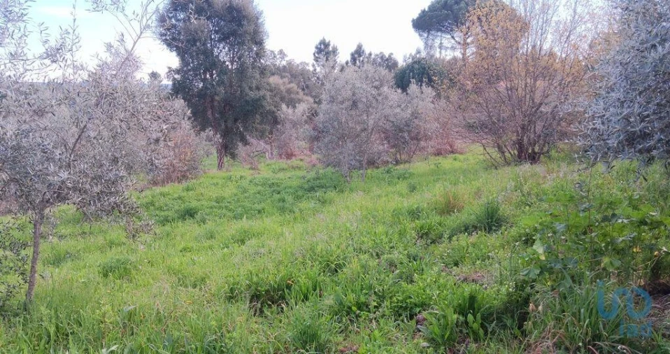 Terreno para Venda em Graça Foto 14