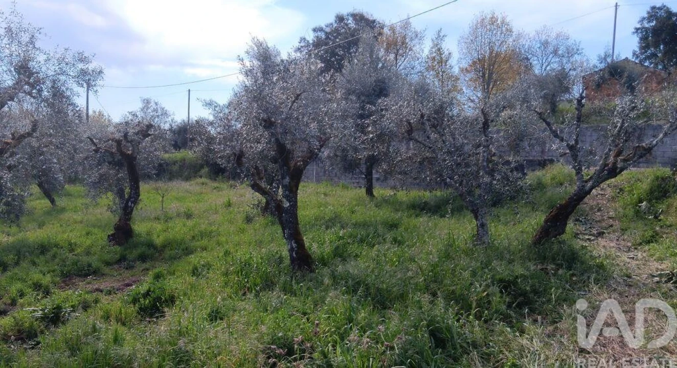 Terreno para Venda em Graça Foto 24